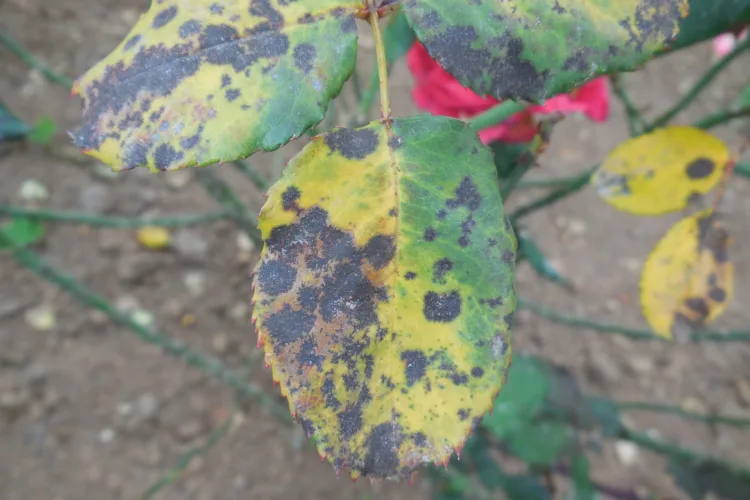 How to protect your roses  from black spot disease
